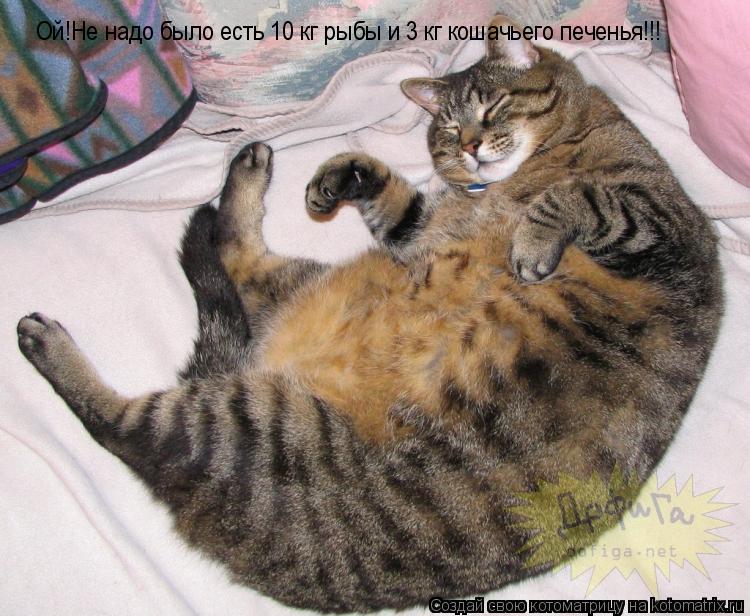 Ой!Не надо было есть 10 кг рыбы и 3 кг кошачьего печенья!!!... Котоматрица: Ой!Не надо было есть 10 кг рыбы и 3 кг кошачьего печенья!!!