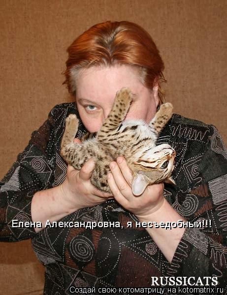 Елена Александровна, я несъедобный!!!... Котоматрица: Елена Александровна, я несъедобный!!!