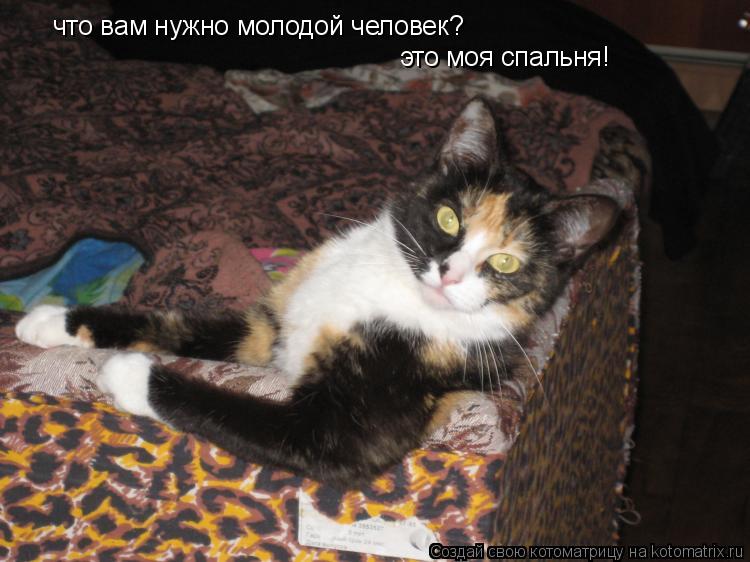 что вам нужно молодой человек? это моя спальня!... Котоматрица: что вам нужно молодой человек? это моя спальня!