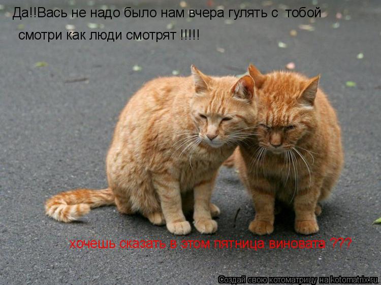 Да!!Вась не надо было нам вчера гулять с тобой смотри как люди смотрят !!!!! хочешь сказать в этом ... Котоматрица: Да!!Вась не надо было нам вчера гулять с тобой смотри как люди смотрят !!!!! хочешь сказать в этом пятница виновата ???