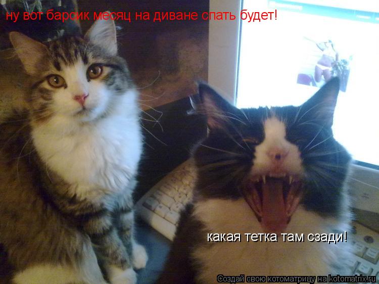 какая тетка там сзади! ну вот барсик месяц на диване спать будет!... Котоматрица: какая тетка там сзади! ну вот барсик месяц на диване спать будет!