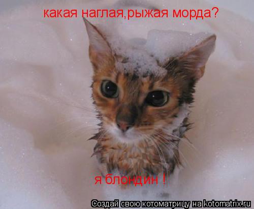какая наглая,рыжая морда? я блондин !... Котоматрица: какая наглая,рыжая морда? я блондин !