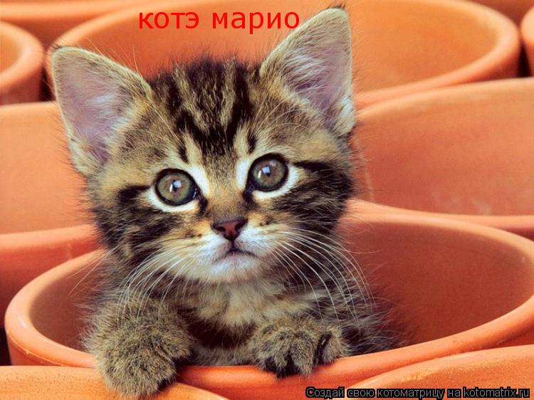 котэ марио... Котоматрица: котэ марио