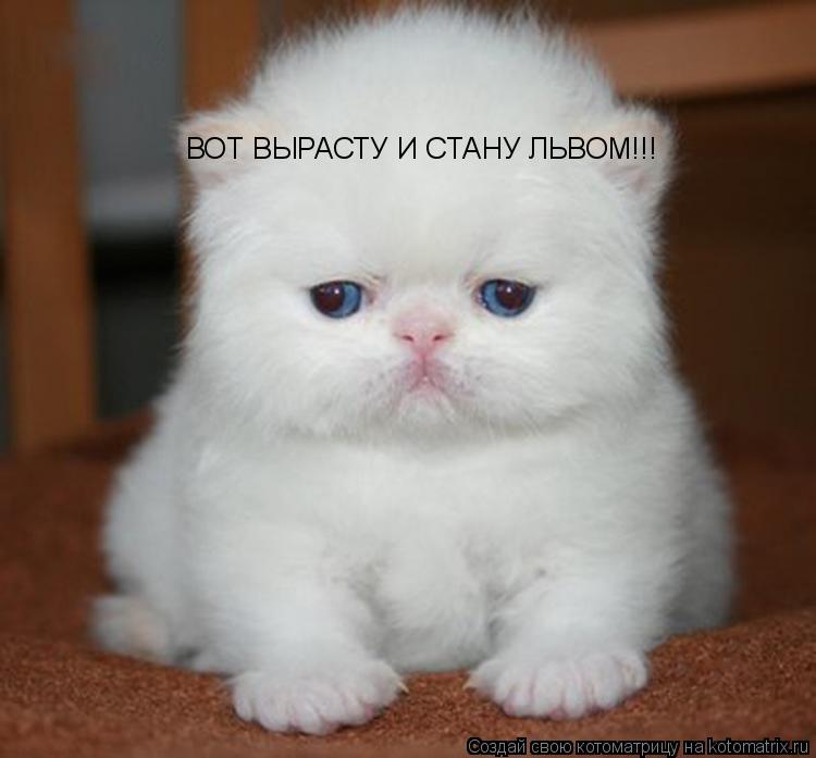 ВОТ ВЫРАСТУ И СТАНУ ЛЬВОМ!!!... Котоматрица: ВОТ ВЫРАСТУ И СТАНУ ЛЬВОМ!!!