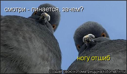 смотри - пинается, зачем? ногу отшиб... Котоматрица: смотри - пинается, зачем? ногу отшиб