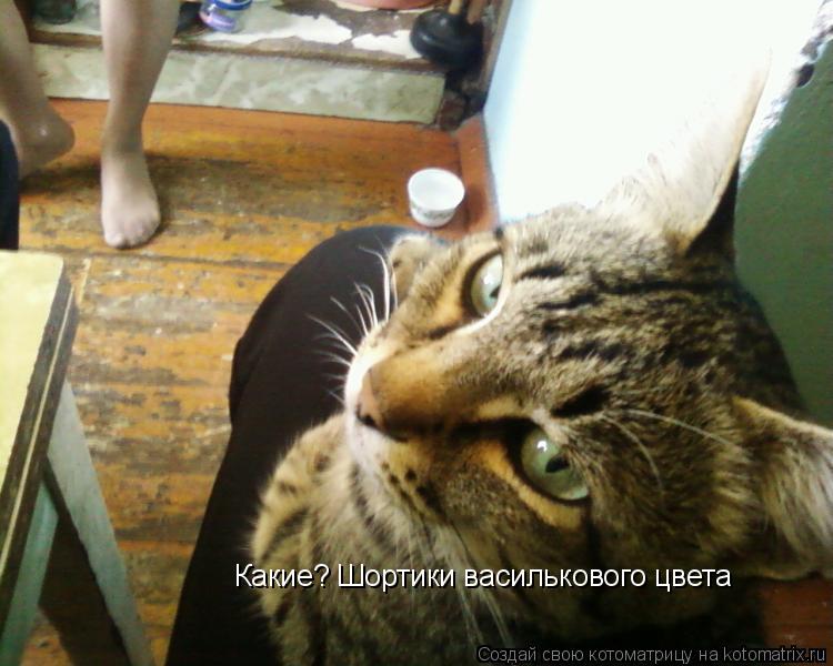 Какие? Шортики василькового цвета... Котоматрица: Какие? Шортики василькового цвета