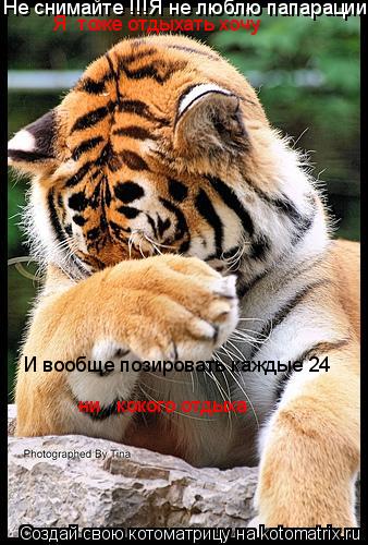 Не снимайте !!!Я не люблю папарации ! И вообще позировать каждые 24 ни кокого отдыха ни кокого... Котоматрица: Не снимайте !!!Я не люблю папарации ! И вообще позировать каждые 24 ни кокого отдыха ни кокого отдыха Я тоже отдыхать хочу