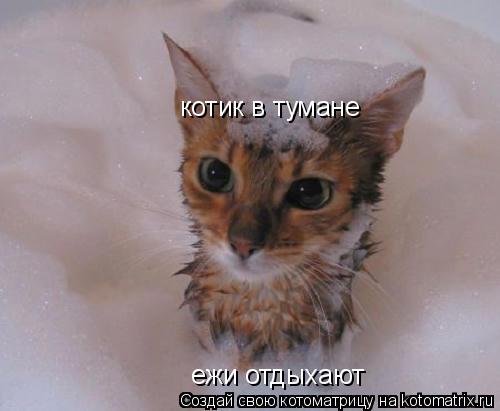 котик в тумане ежи отдыхают... Котоматрица: котик в тумане ежи отдыхают