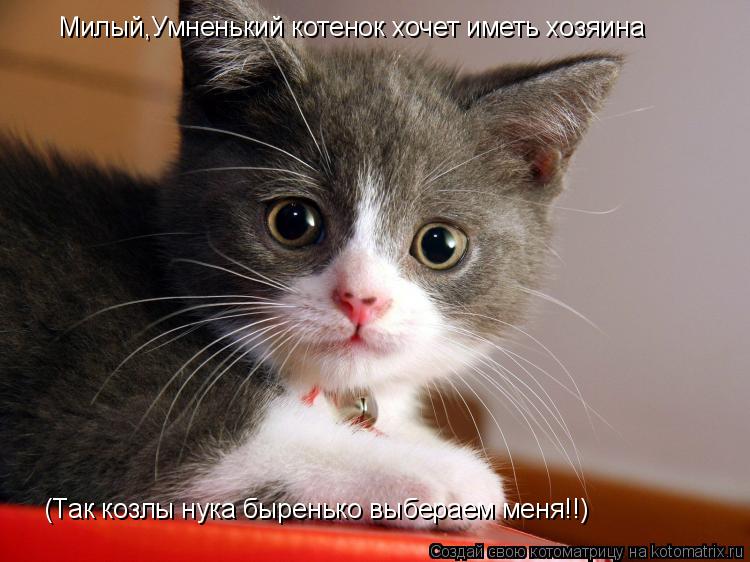 Милый,Умненький котенок хочет иметь хозяина (Так козлы нука быренько выбераем меня!!)... Котоматрица: Милый,Умненький котенок хочет иметь хозяина (Так козлы нука быренько выбераем меня!!)