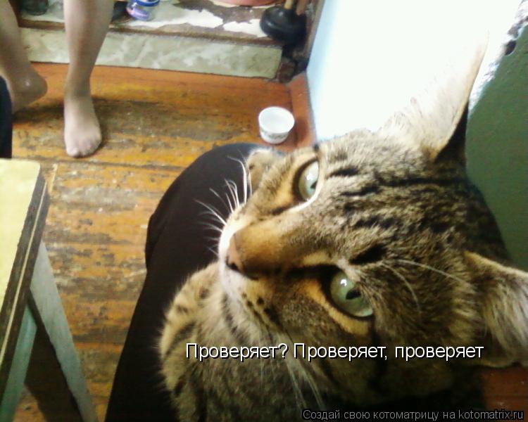 Проверяет? Проверяет, проверяет... Котоматрица: Проверяет? Проверяет, проверяет