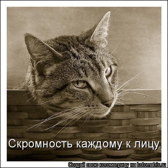 Скромность каждому к лицу.... Котоматрица: Скромность каждому к лицу.