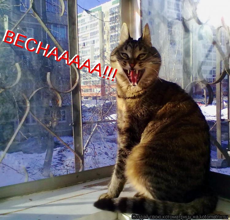 ВЕСНААААА!!! ВЕСНААААА!!!... Котоматрица: ВЕСНААААА!!! ВЕСНААААА!!!
