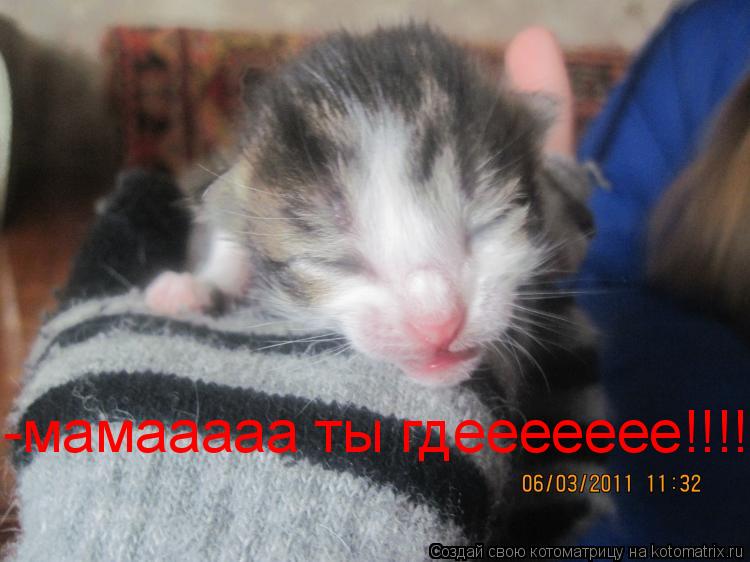 -мамааааа ты гдеееееее!!!!... Котоматрица: -мамааааа ты гдеееееее!!!!