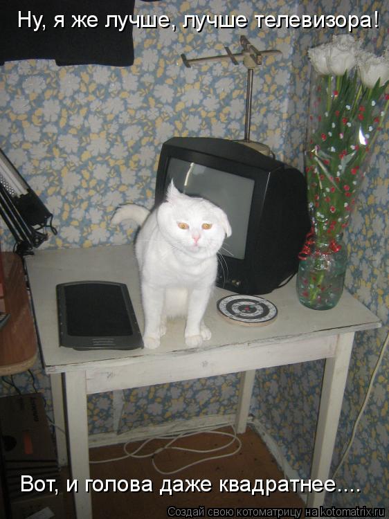 Ну, я же лучше, лучше телевизора! Вот, и голова даже квадратнее....... Котоматрица: Ну, я же лучше, лучше телевизора! Вот, и голова даже квадратнее....