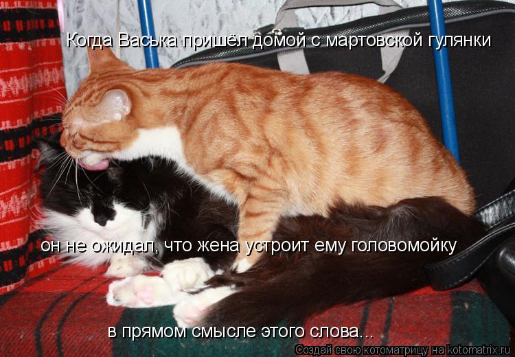 Когда Васька пришёл домой с мартовской гулянки он не ожидал, что жена устроит ему головомойку в прямо... Котоматрица: Когда Васька пришёл домой с мартовской гулянки он не ожидал, что жена устроит ему головомойку в прямом смысле этого слова...