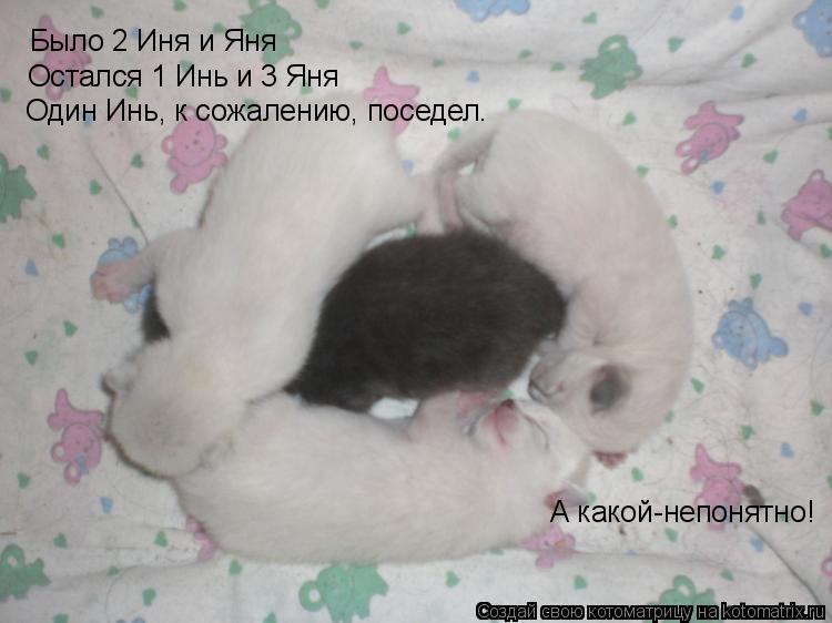 Было 2 Иня и Яня Остался 1 Инь и 3 Яня Один Инь, к сожалению, поседел. А какой-непонятно!... Котоматрица: Было 2 Иня и Яня Остался 1 Инь и 3 Яня Один Инь, к сожалению, поседел. А какой-непонятно!