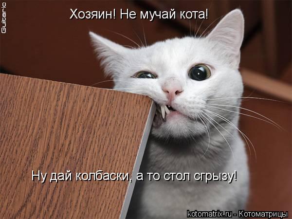 Хозяин! Не мучай кота! Ну дай колбаски, а то стол сгрызу!... Котоматрица: Хозяин! Не мучай кота! Ну дай колбаски, а то стол сгрызу!