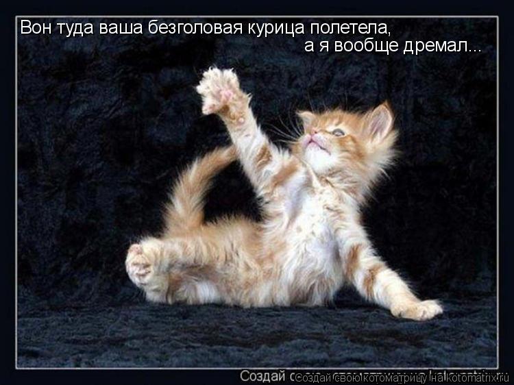 Вон туда ваша безголовая курица полетела, а я вообще дремал...... Котоматрица: Вон туда ваша безголовая курица полетела, а я вообще дремал...