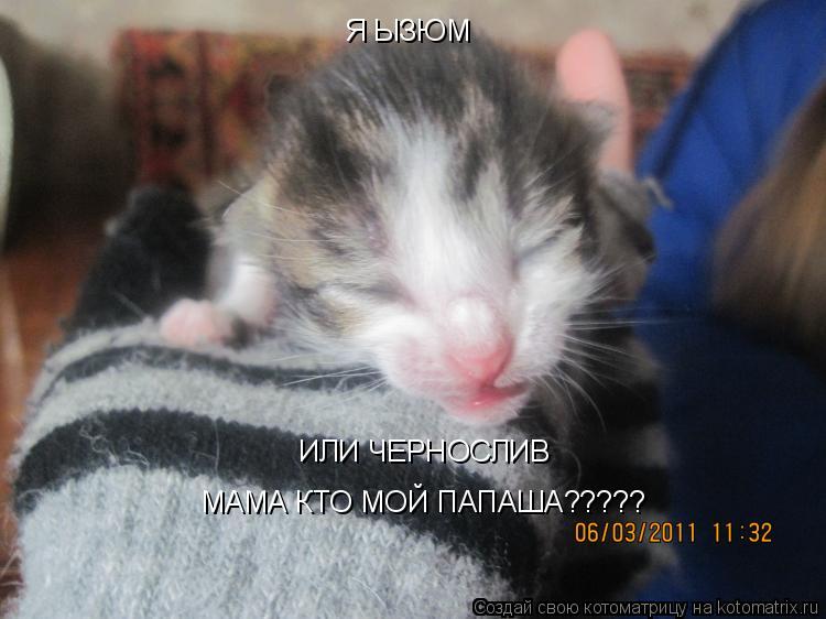 Я ЫЗЮМ ИЛИ ЧЕРНОСЛИВ МАМА КТО МОЙ ПАПАША?????... Котоматрица: Я ЫЗЮМ ИЛИ ЧЕРНОСЛИВ МАМА КТО МОЙ ПАПАША?????