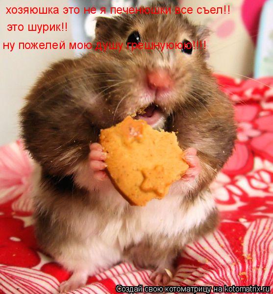 хозяюшка это не я печенюшки все съел!! это шурик!! ну пожелей мою душу грешнуююю!!!!... Котоматрица: хозяюшка это не я печенюшки все съел!! это шурик!! ну пожелей мою душу грешнуююю!!!!