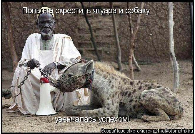 увенчалась успехом! Попытка скрестить ягуара и собаку... Котоматрица: увенчалась успехом! Попытка скрестить ягуара и собаку
