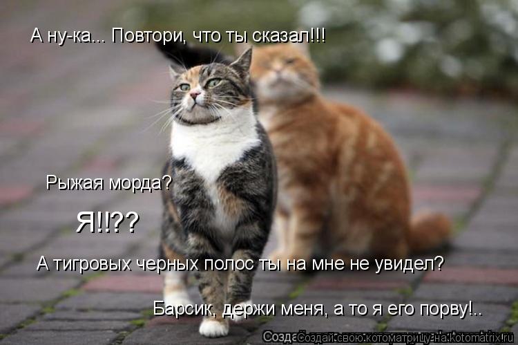 А ну-ка... Повтори, что ты сказал!!! Рыжая морда? Я!!?? А тигровых черных полос ты на мне не увидел? ... Котоматрица: А ну-ка... Повтори, что ты сказал!!! Рыжая морда? Я!!?? А тигровых черных полос ты на мне не увидел? Барсик, держи меня, а то я его порву!..