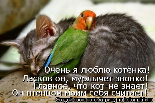 Очень я люблю котёнка! Ласков он, мурлычет звонко! Главное, что кот-не знает! Он птенцом моим себя сч... Котоматрица: Очень я люблю котёнка! Ласков он, мурлычет звонко! Главное, что кот-не знает! Он птенцом моим себя считает!