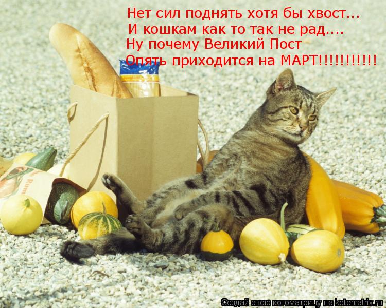 Нет сил поднять хотя бы хвост... И кошкам как то так не рад.... Ну почему Великий Пост Опять приходит... Котоматрица: Нет сил поднять хотя бы хвост... И кошкам как то так не рад.... Ну почему Великий Пост Опять приходится на МАРТ!!!!!!!!!!!