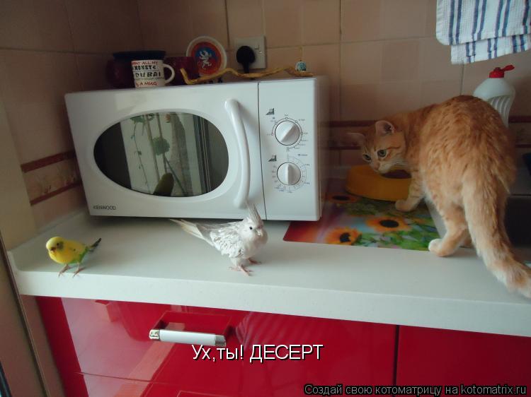 Ух,ты! ДЕСЕРТ... Котоматрица: Ух,ты! ДЕСЕРТ