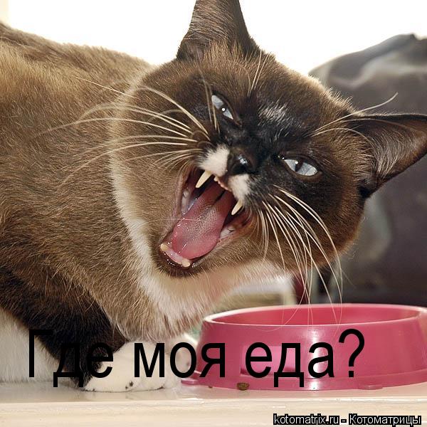 Где моя еда?... Котоматрица: Где моя еда?