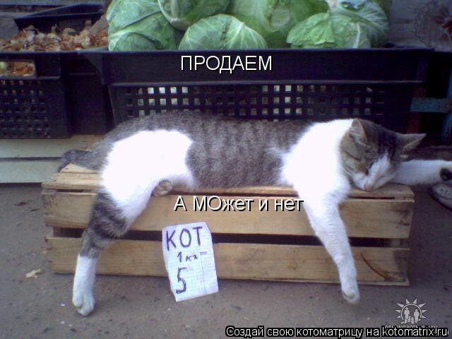 ПРОДАЕМ А МОжет и нет... Котоматрица: ПРОДАЕМ А МОжет и нет