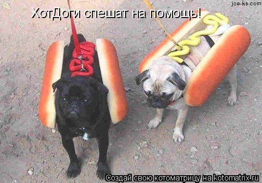ХотДоги спешат на помощь!... Котоматрица: ХотДоги спешат на помощь!