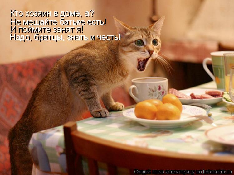 Кто хозяин в доме, а? Не мешайте батьке есть! И поймите занят я! Надо, братцы, знать и честь! И по... Котоматрица: Кто хозяин в доме, а? Не мешайте батьке есть! И поймите занят я! Надо, братцы, знать и честь! И поймите занят я!