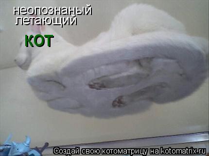 неопознаный неопознаный летающий кот... Котоматрица: неопознаный неопознаный летающий кот