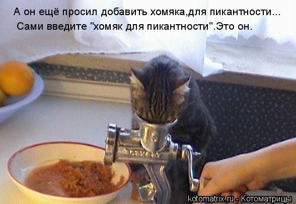 А он ещё просил добавить хомяка,для пикантности... Сами введите "хомяк для пикантности".Это он.... Котоматрица: А он ещё просил добавить хомяка,для пикантности... Сами введите "хомяк для пикантности".Это он.