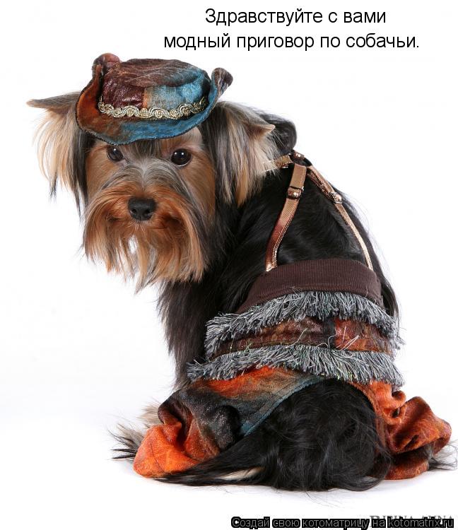 Здравствуйте с вами модный приговор по собачьи.... Котоматрица: Здравствуйте с вами модный приговор по собачьи.