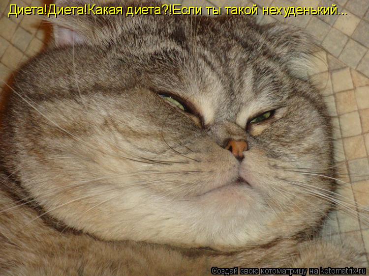 Диета!Диета!Какая диета?!Если ты такой нехуденький...... Котоматрица: Диета!Диета!Какая диета?!Если ты такой нехуденький...