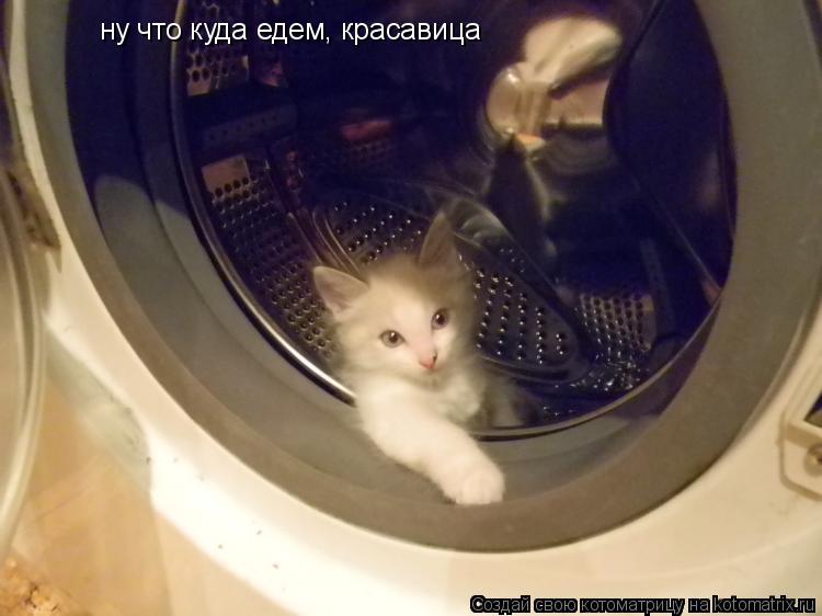 ну что куда едем, красавица... Котоматрица: ну что куда едем, красавица