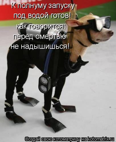 К полнуму запуску под водой готов! как говорится: перед смертью не надышишься!... Котоматрица: К полнуму запуску под водой готов! как говорится: перед смертью не надышишься!