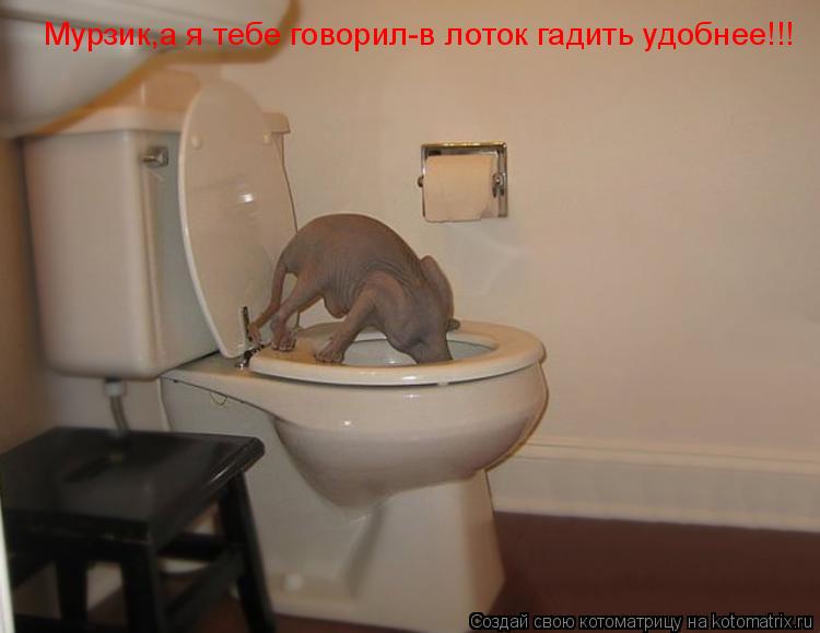 Мурзик,а я тебе говорил-в лоток гадить удобнее!!!... Котоматрица: Мурзик,а я тебе говорил-в лоток гадить удобнее!!!