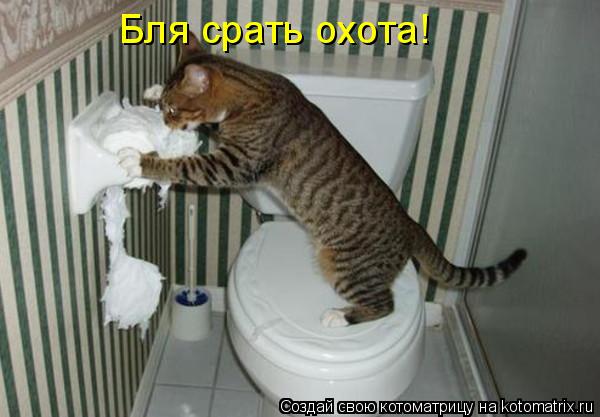 Бля срать охота!... Котоматрица: Бля срать охота!