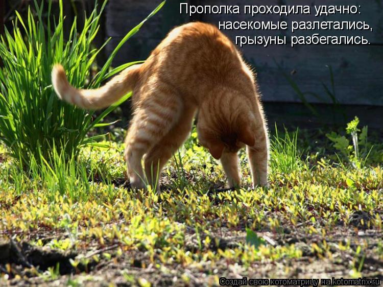 Прополка проходила удачно: насекомые разлетались, грызуны разбегались.... Котоматрица: Прополка проходила удачно: насекомые разлетались, грызуны разбегались.