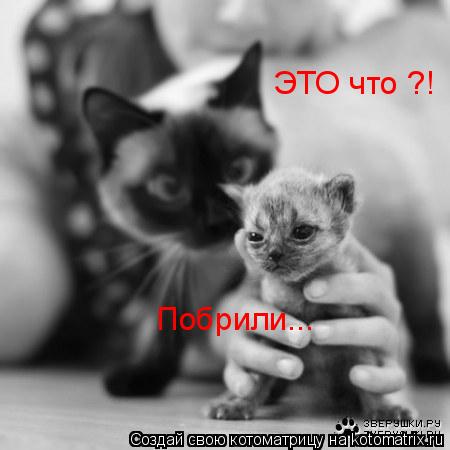 ЭТО что ?! Побрили...... Котоматрица: ЭТО что ?! Побрили...