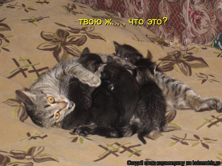твою ж... , что это?... Котоматрица: твою ж... , что это?