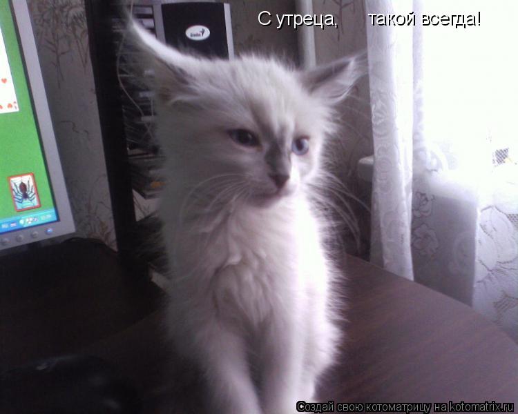 С утреца, такой всегда!... Котоматрица: С утреца, такой всегда!