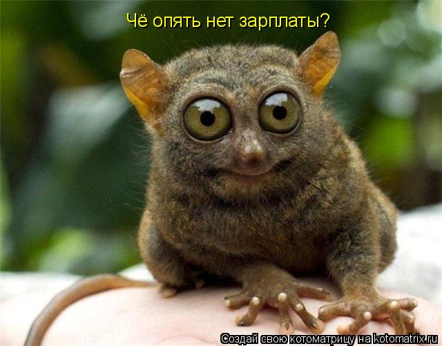 Чё опять нет зарплаты?... Котоматрица: Чё опять нет зарплаты?
