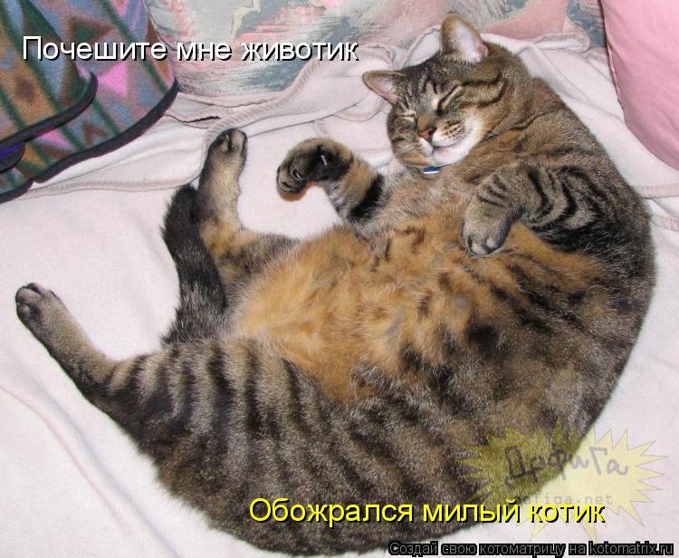 Почешите мне животик Обожрался милый котик... Котоматрица: Почешите мне животик Обожрался милый котик