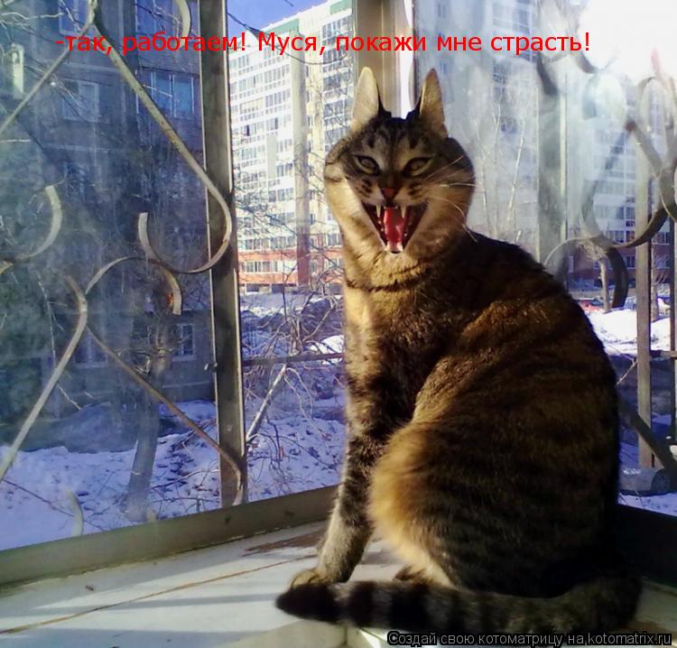 -так, работаем! Муся, покажи мне страсть!... Котоматрица: -так, работаем! Муся, покажи мне страсть!