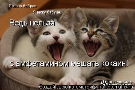 Я знаю бобров Я вижу бабуин, Ведь нельзя с амфетамином мешать кокаин!... Котоматрица: Я знаю бобров Я вижу бабуин, Ведь нельзя с амфетамином мешать кокаин!