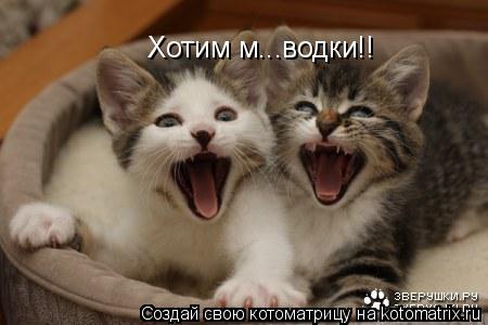 Хотим м...водки!!... Котоматрица: Хотим м...водки!!